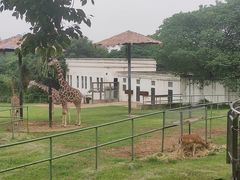 -合肥野生动物园