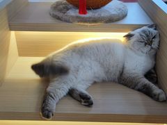 -喵园·猫主题咖啡厅·撸猫·猫咖(国贸店)