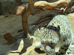 -青藏高原野生动物园