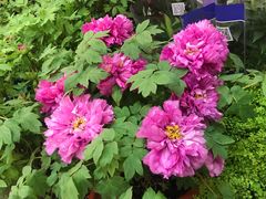 -双季花艺园艺市场(浦东店)