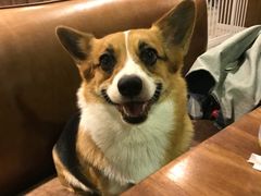 -百好乐宠物友好餐厅(朝外大街店)