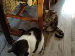 -海边的猫和咖啡馆