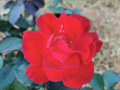 -松山湖梦幻百花洲