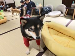 -逗柴咖啡屋·狗咖猫咖宠物桌游
