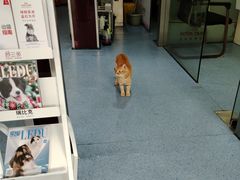 -顺强宠物诊所·狂犬免疫·夜诊·骨科(嘉定店)