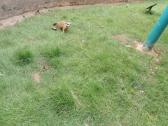 -灵玲国际马戏城