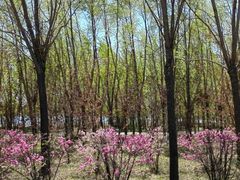 -呼兰河口湿地公园