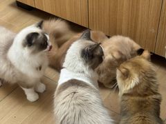 -唐小姐の私宠·宠物洗护美容·撸猫馆·购宠(周浦万达旗舰店)