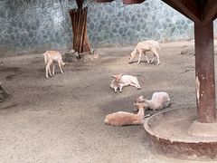 -成都动物园