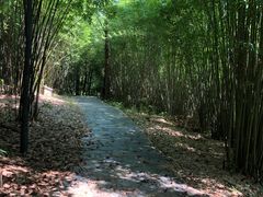 -潜山国家森林公园
