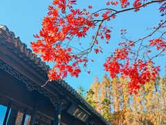 -苏州文庙(姑苏区)