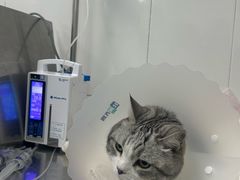 -北京赛佳动物医院