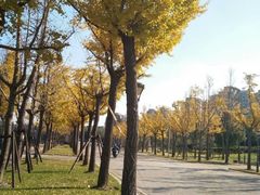-新江湾城公园