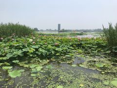 -白洋淀景区