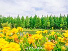 -黄海国家森林公园