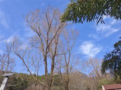 -王顺山国家森林公园