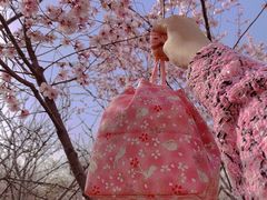 -桃花堤公园