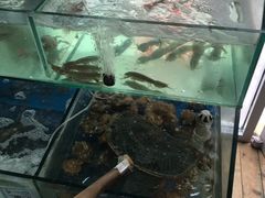 -雅逸居海鲜小厨