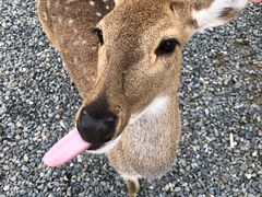 -鹿境梅花鹿生态园区