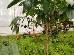 -MUSEO COFFEE咖啡博物馆