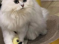 -喵zoo家庭繁育猫舍(尖东智能花园店)