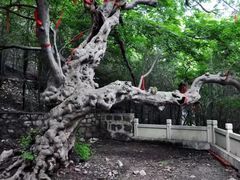 -青檀寺景区