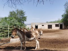 -青藏高原野生动物园