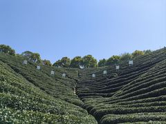 -龙坞茶村