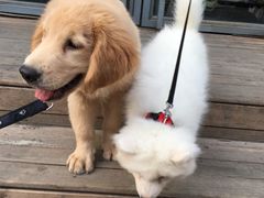 -百好乐宠物友好餐厅(朝外大街店)