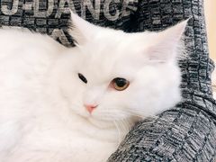 -飞行喵MR PILOT|猫舍·猫咖(静安大融城店)