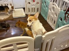 -柯斗斗主题餐厅·狗咖·围炉煮茶·茶饮(国瑞升平里店)