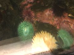 -西雅图水族馆