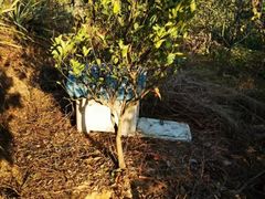 -彩虹桥宠物火化殡葬善终服务(金乐大厦店)