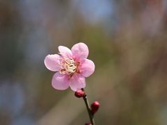 -无锡梅园公园