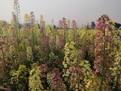 -中国天府农业博览园