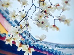 -龙华寺