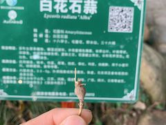 -广西壮族自治区药用植物园