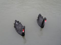 SAM_5101-溱湖国家湿地公园