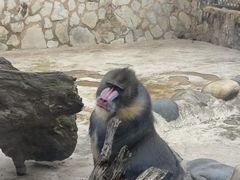 -昆明动物园
