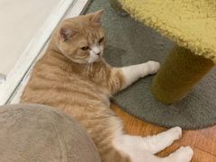 -猫冇咖·家门口的撸猫馆(大融城店)
