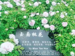-曹州牡丹园