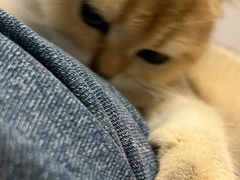 -伟伟宠物医院·CT影像中心·瑞派犬猫综合性门诊(汉口总院)