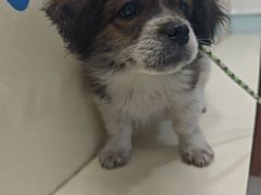 -全心全意连锁动物医院(加州店)