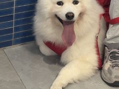 -伟伟宠物医院·CT影像中心·瑞派犬猫综合性门诊(汉口总院)