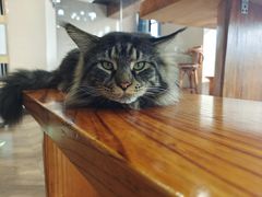 -蓝鲸·缅因猫舍