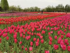 -杭州湾海上花田景区