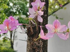 -中国科学院华南植物园
