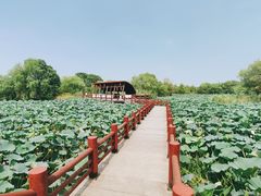 -长兴太湖图影湿地文化园