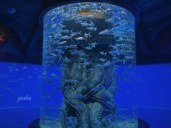 -哈尔滨波塞冬海底世界