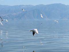 -西昌邛海湿地